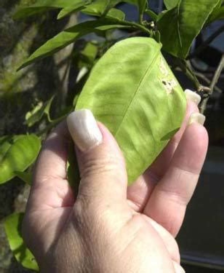 	11 years later, citrus canker fight is far from over	