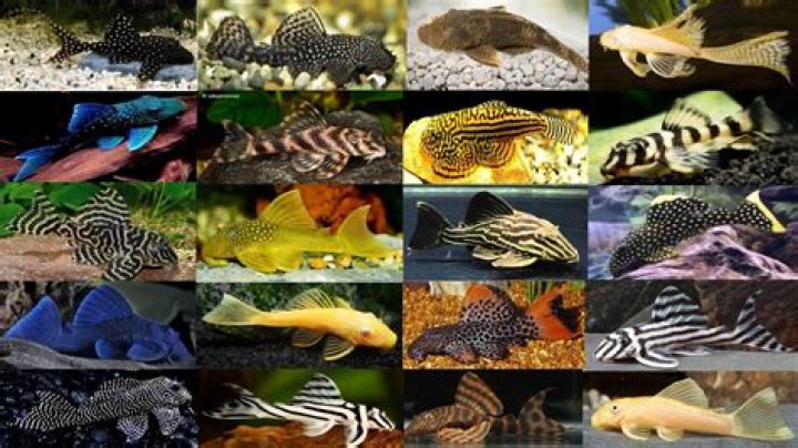12 Different Types of Plecos (With Pictures) | PangoVet