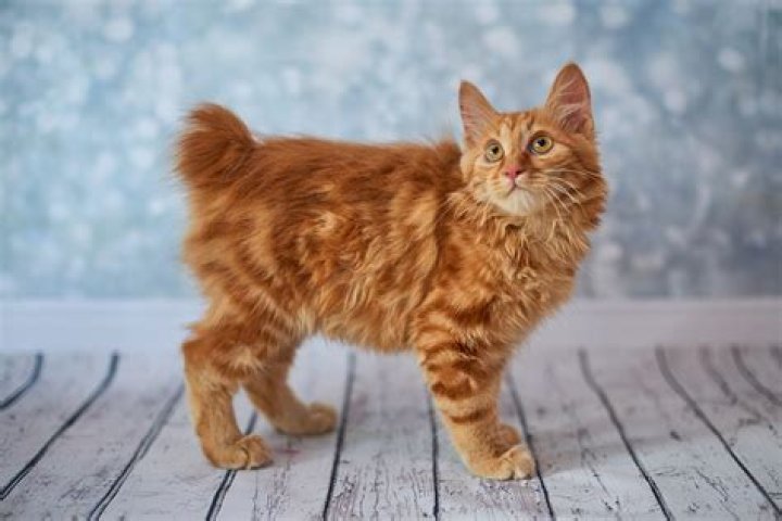 8 Cat Breeds With Short Tails (With Pictures) | PangoVet