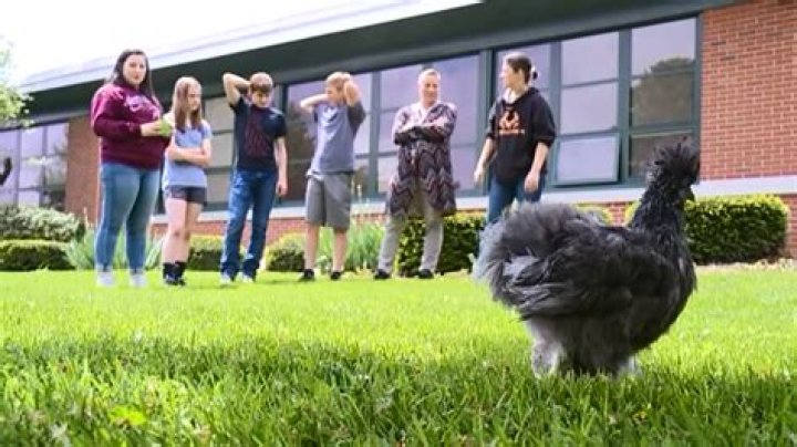 8th graders create 3D printed prosthetic leg for one-legged chicken