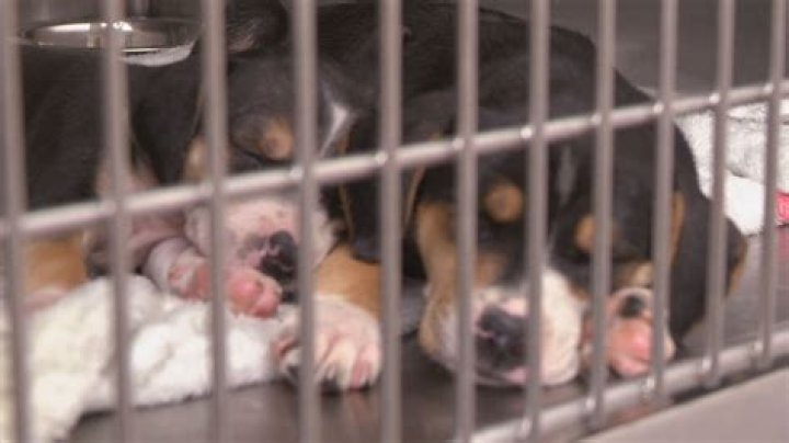 9 puppies dumped by fishing spot in Ohio