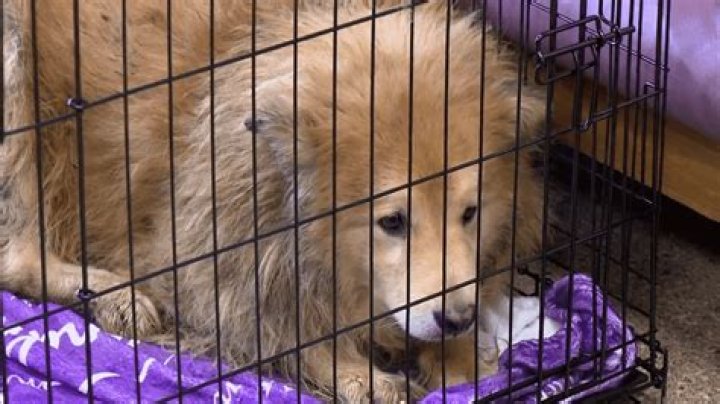 90+ dogs found in Bedford county home