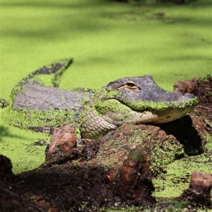 	Alligator Alley fully reopened to traffic	