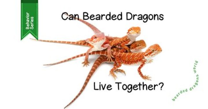 Are Bearded Dragons Social? Understanding Their Behavior And Interaction