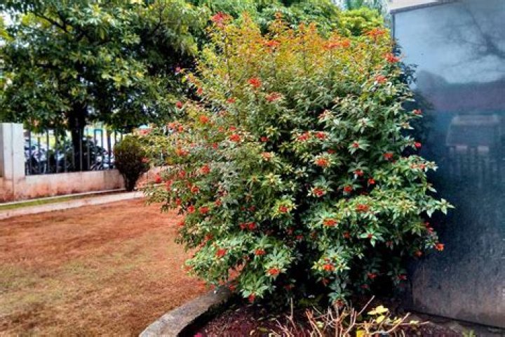 	AVOID IXORA, HIBISCUS AS HEDGES; FIREBRUSH IS A BETTER CHOICE	
