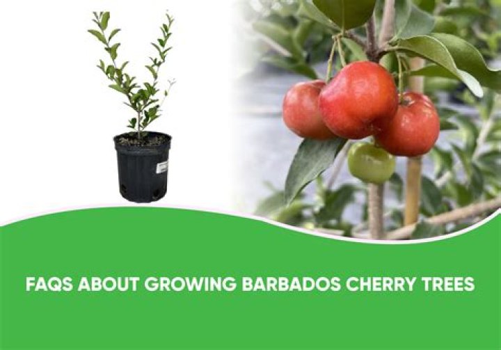	BARBADOS CHERRY TREES ARE SMALL, FAST GROWING	