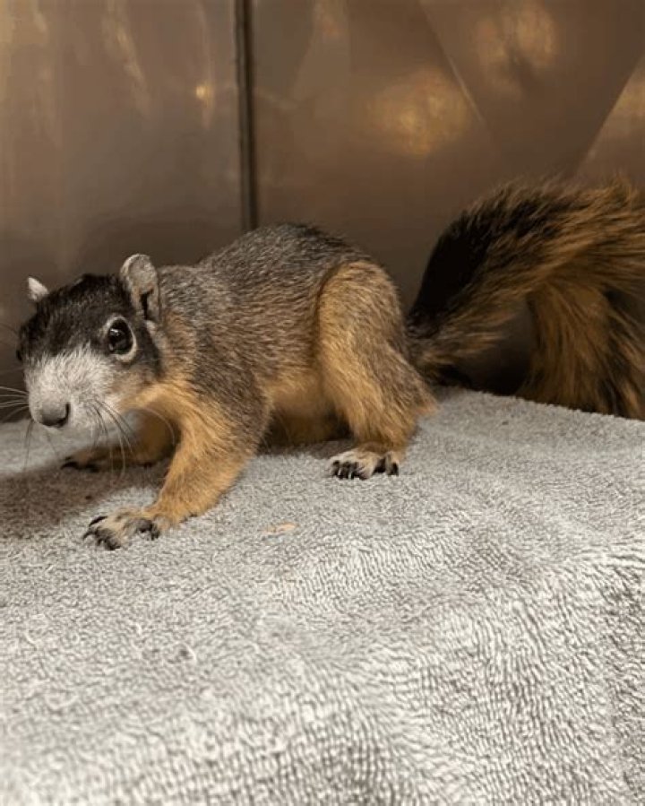 	BIG CYPRESS FOX SQUIRREL DENIED ENDANGERED STATUS	