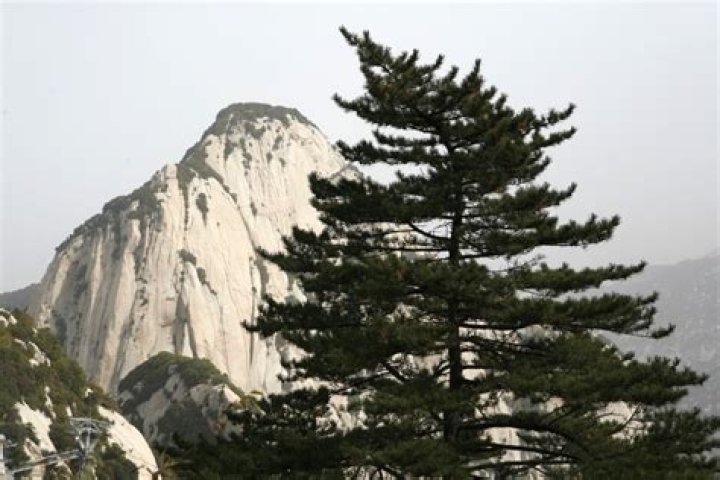 Botanists may have worked out why pine trees suddenly died across China in the 1970s