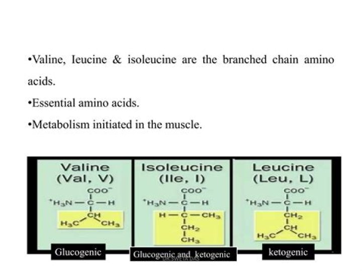 Branched-Chain Amino Acids | How Leucine Promotes Muscle Growth