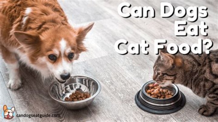 	Can dogs eat cat food?	