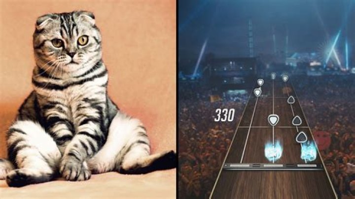 Cat interrupts Guitar Hero stream in the best way possible