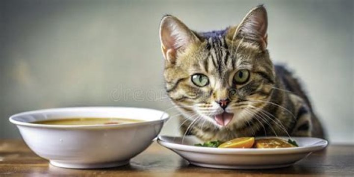 	CAT SAVORS SPICY FOOD	
