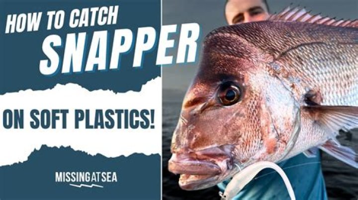 	Catch snapper, save your fuel	