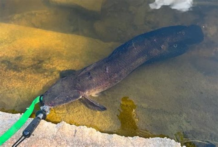 	Catching huge snakehead a ‘Jaws’ moment for Davie’s Dan Bieniek	