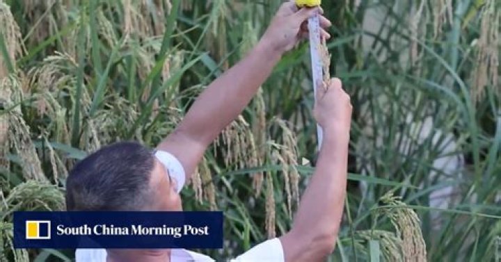 China’s genetically modified giant-rice harvest feeds Beijing’s narrative on food-security drive