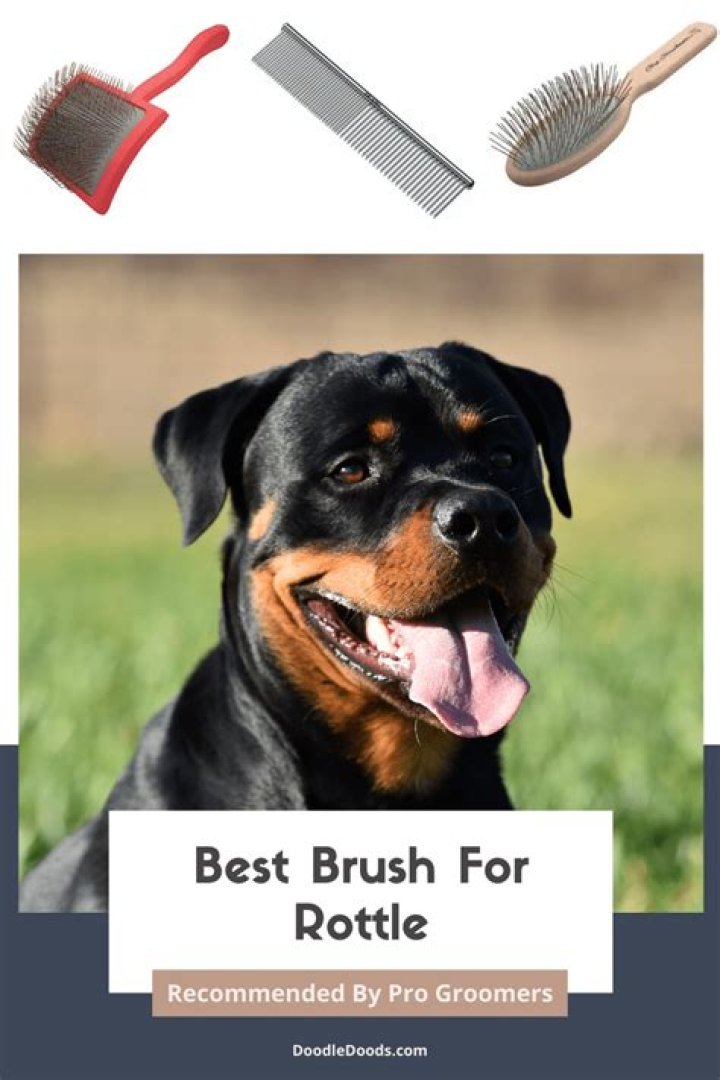 Choosing The Best Brush For Your Short-Haired Dog