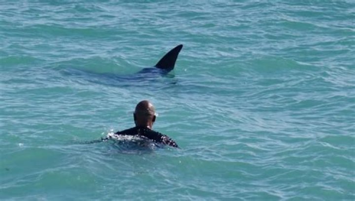 	Consensus: Creature that drew a crowd at the beach was a sunfish	