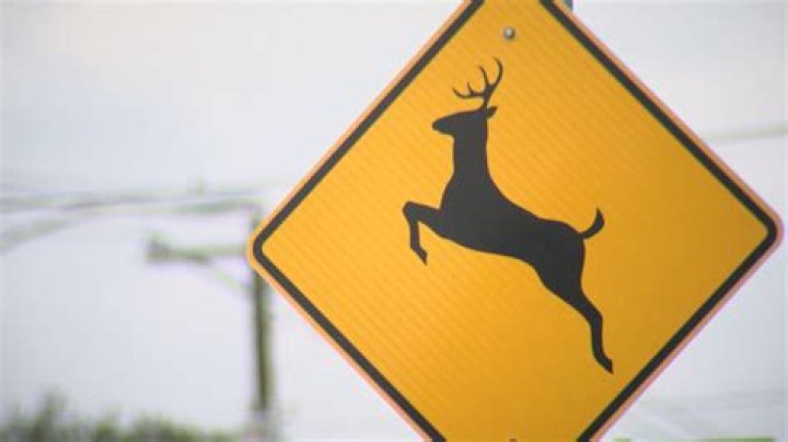 Coroner IDs passenger killed when car collided with deer in Clearfield County