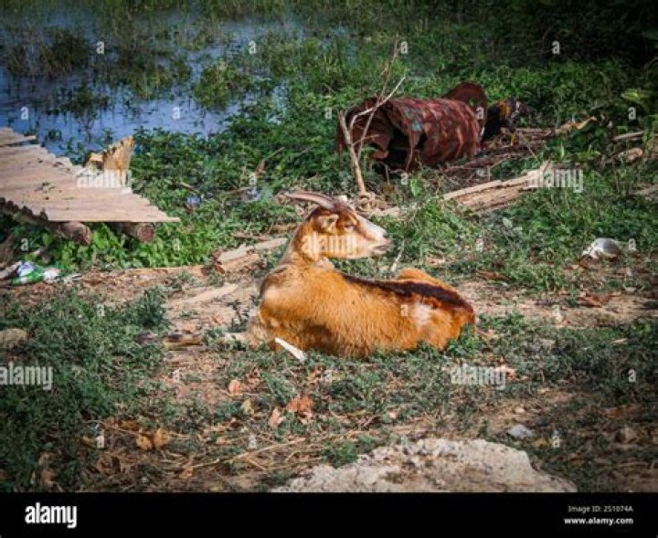 	CUBA’S ELEGANT OLD GOAT	