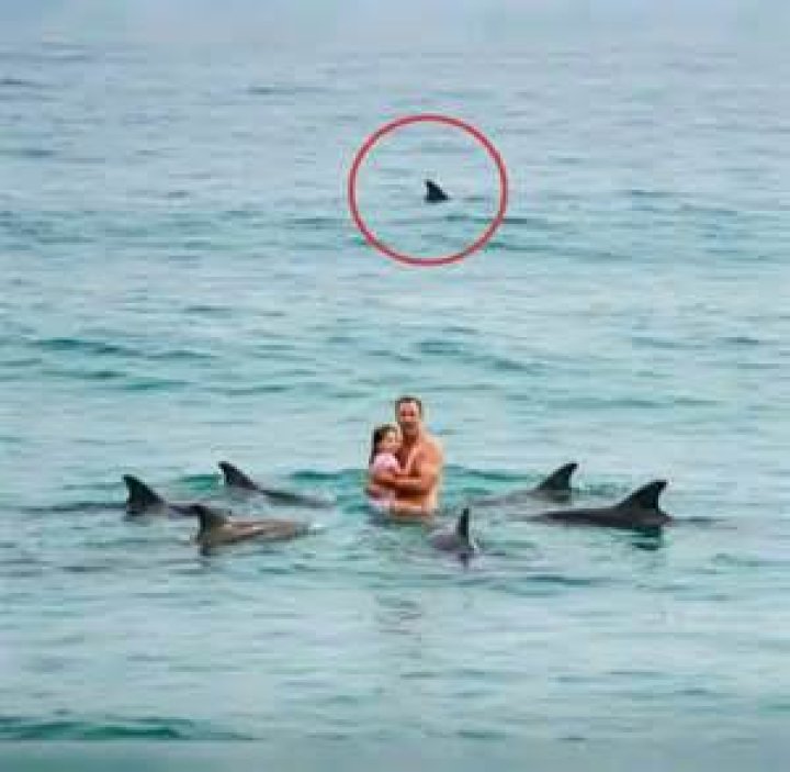 	DAUGHTER OF DOLPHINS’ HOBLEY DROWNS	