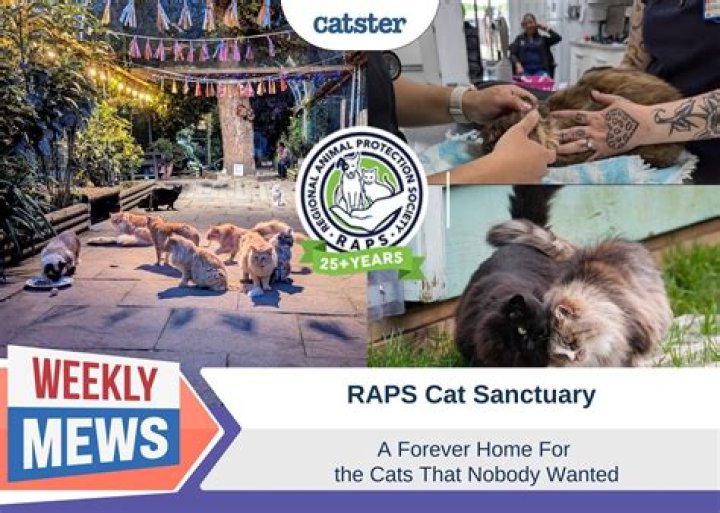 	Delray Beach has too many stray cats, officials say. Here’s how they plan to fix the problem.	