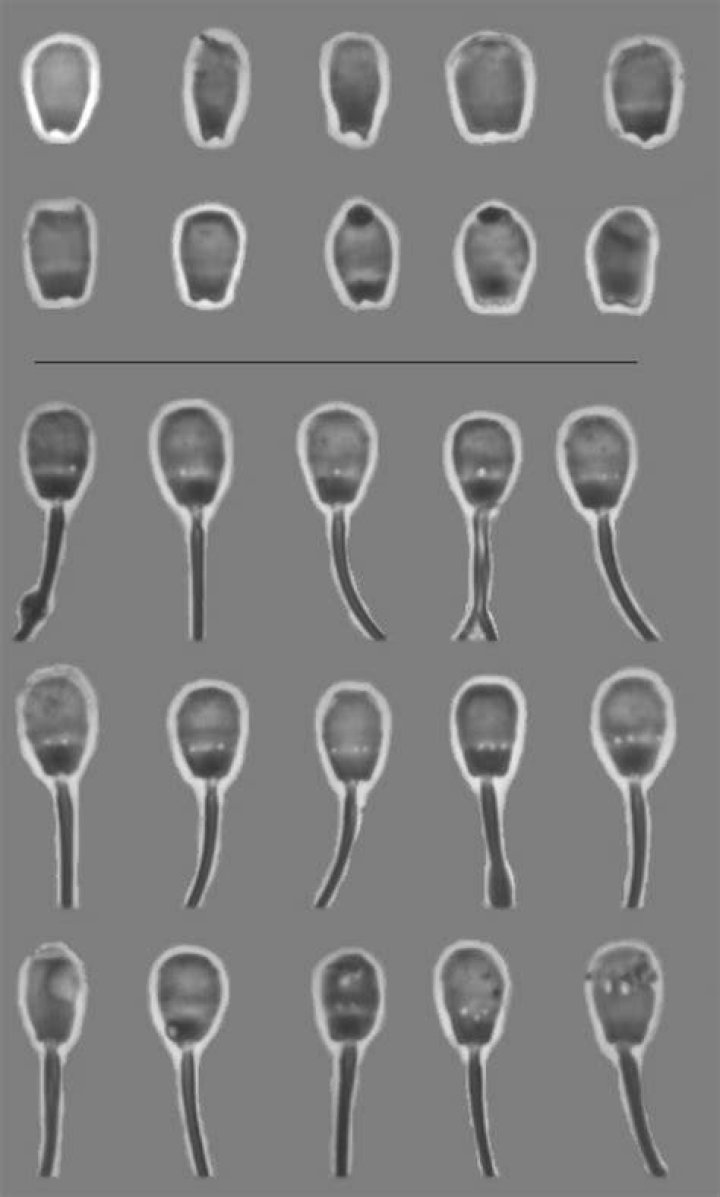 	DOG SPERM BANKS PRESERVE GENES	
