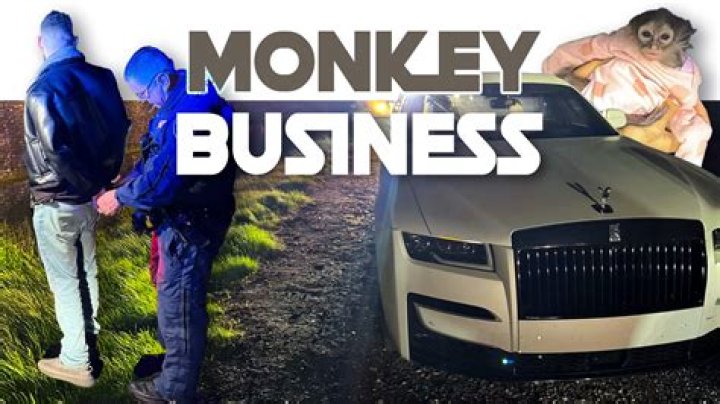 	DUI bust: Monkey on board	