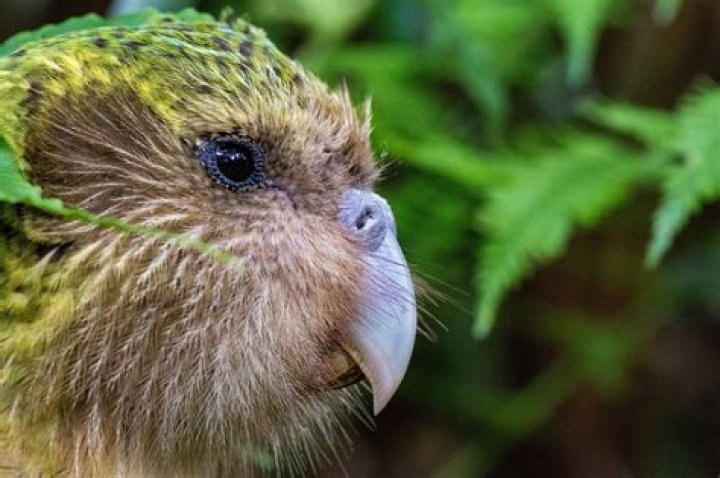 	EXOTIC BIRDS FEATURED	