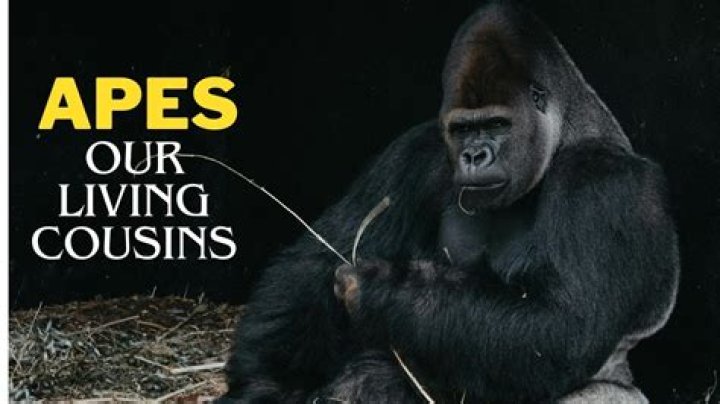 Exploring The Fascinating World Of Baby Apes