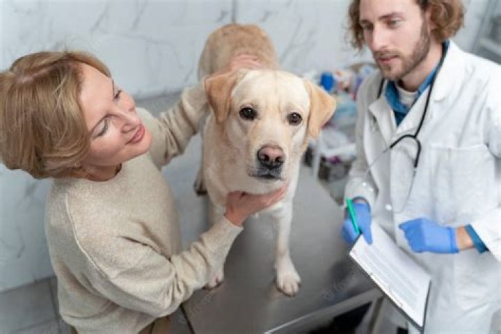 Exploring The Life And Work Of Dr. Emily Fieldstone: A Dedicated Veterinarian