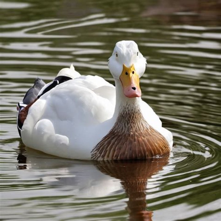 Facts About Stefnie Duck & Their Children