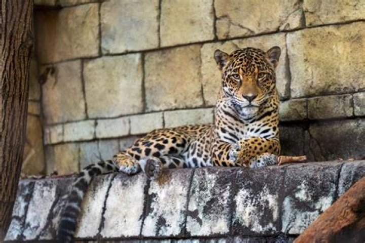 	Fiona the Jaguar at Palm Beach Zoo	
