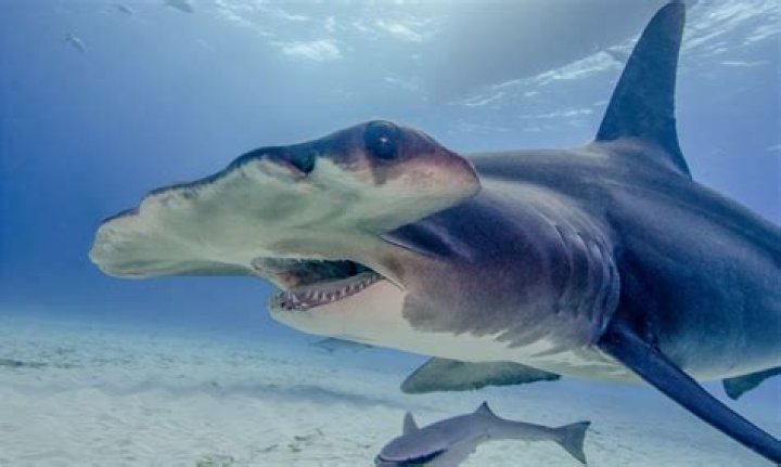 	Five facts about great hammerheads	