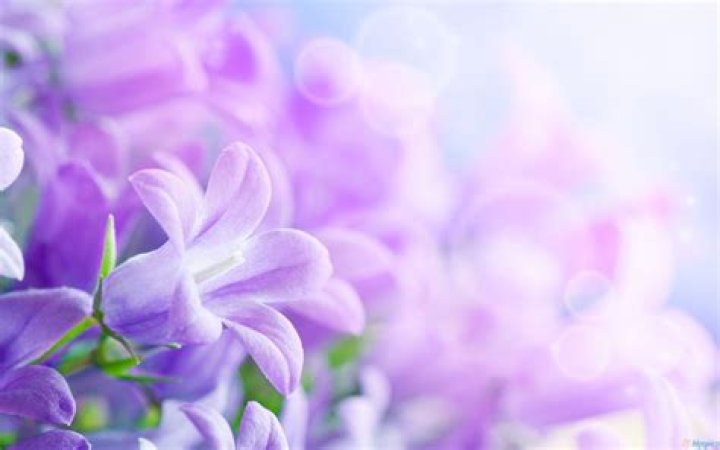 Flower Backgrounds