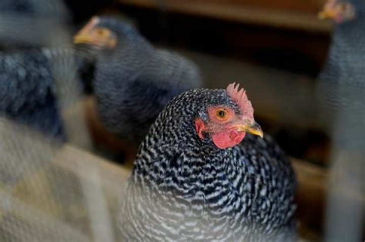 	Forget pandemic puppies. Meet the inflation chicken.	