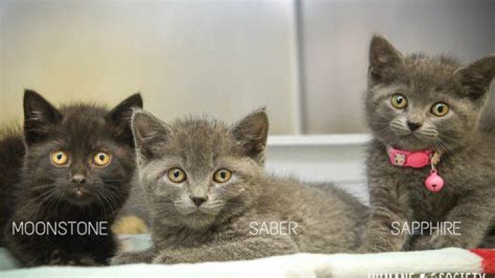 Furever Friends: Adoptable pets available