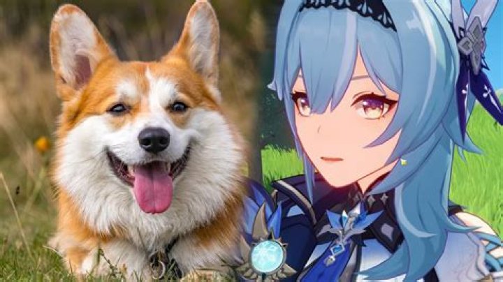 Genshin Impact player’s pet dog goes viral after pulling 5-star Eula