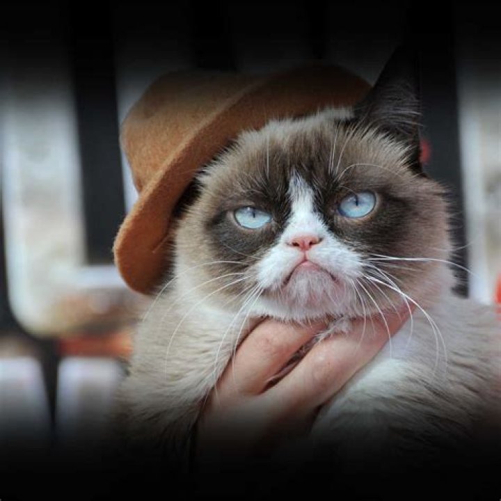 Grumpy Cat - Bio, Career, Age, Net Worth, Height, Facts