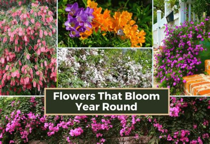 Hong Kong’s best kept secrets: real flowers that will last for three years