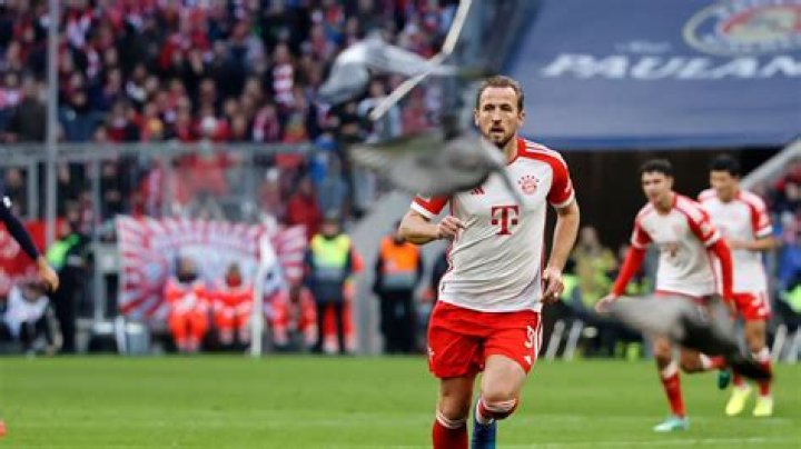 Hören die Tauben schlecht? – 11FREUNDE