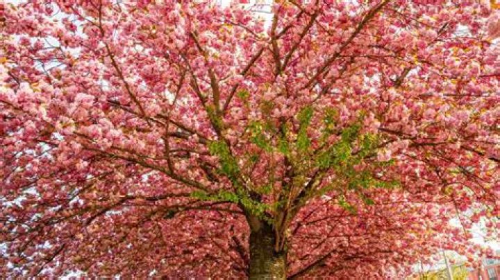 How to Get Cherry Blossom Trees