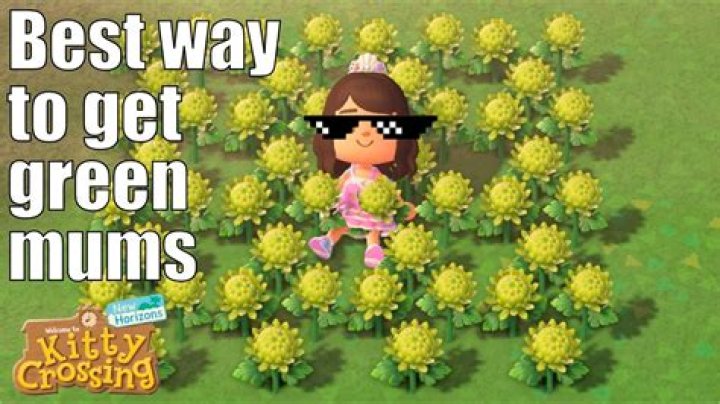 How to Get Green Mums