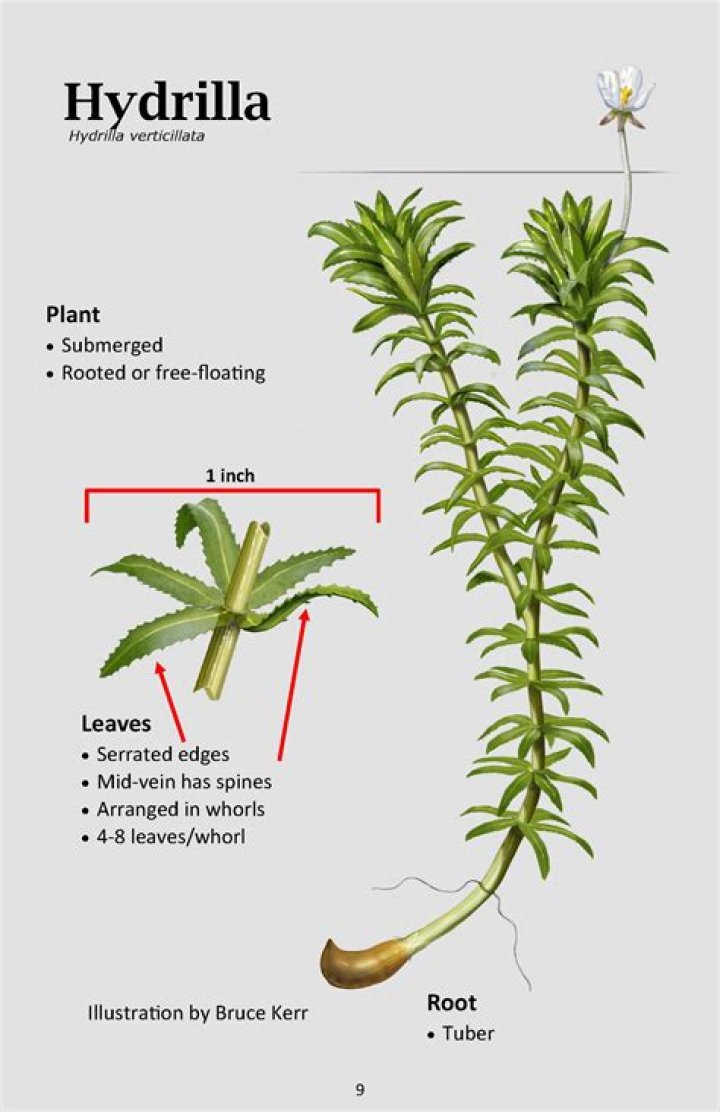 	HYDRILLA PLANT POSES DANGER FOR LAKE OSBORNE SWIMMERS	