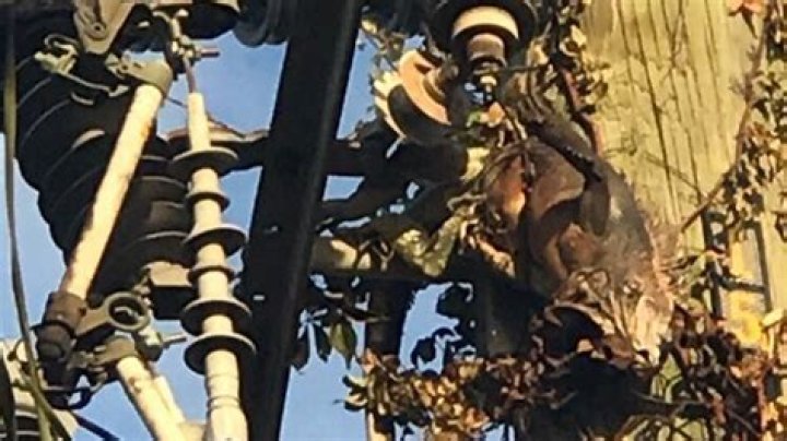 	Iguana knocks out power to South Florida nursing home	
