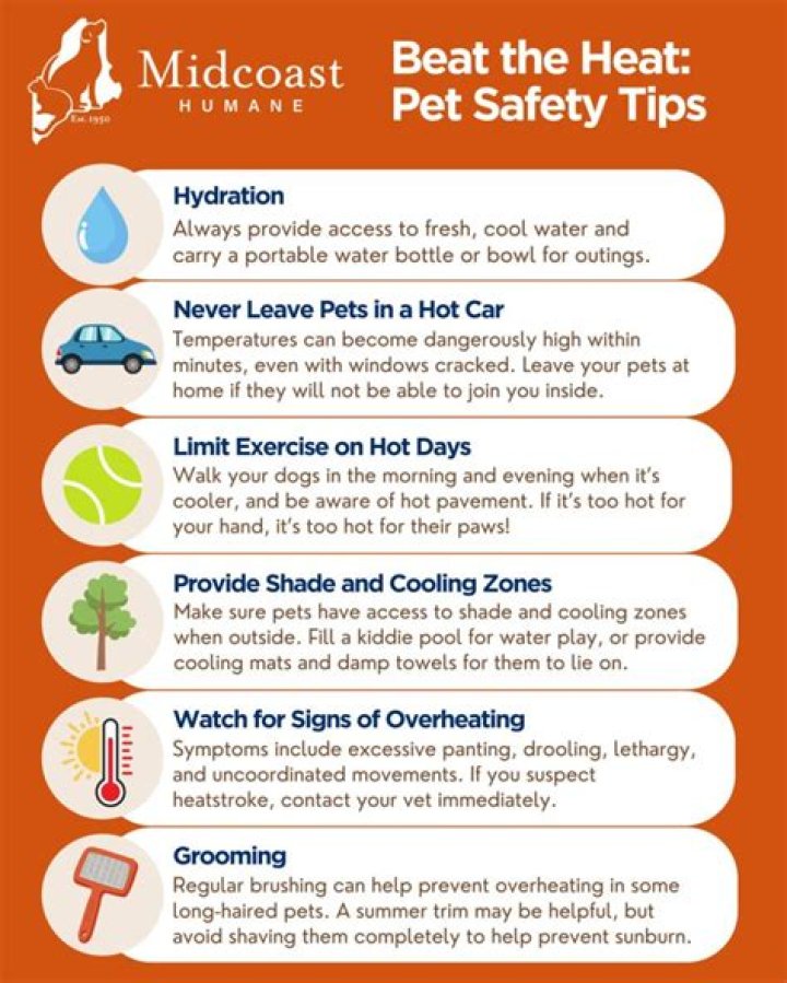 Important tips to keep your pet safe, shaded, and hydrated