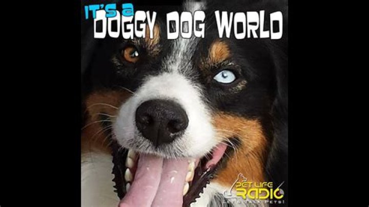 	It’s a dog’s world in Cuba	