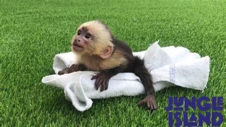 	Jungle Island’s newborn capuchin monkey is a Rocco	