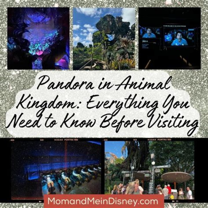 Kingdom — All you need to know