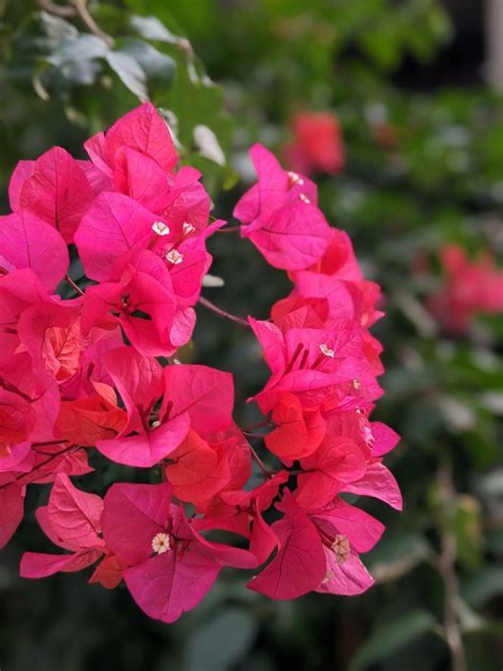 	LEGGY SHRUBS AND THORNY BOUGAINVILLEAS	