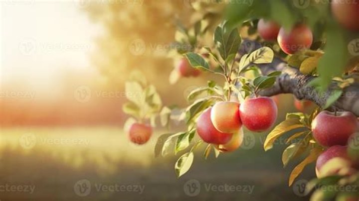 Local apple orchard benefits from warm, fall weather